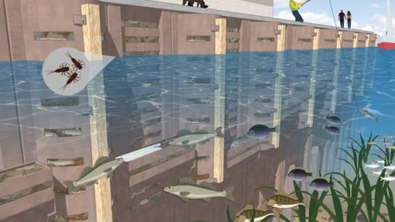 Aquatic Habitat Restoration Along the Black River Using Fish Shelves