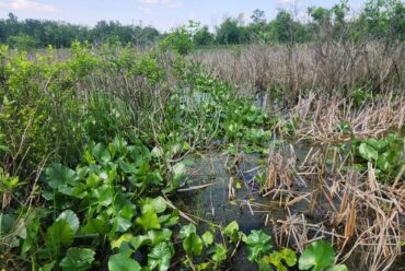 Columbus Audubon Calamus Swamp Restoration Project